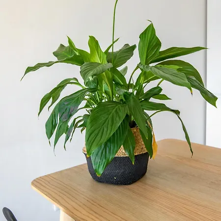 Bright In Lägenhet *